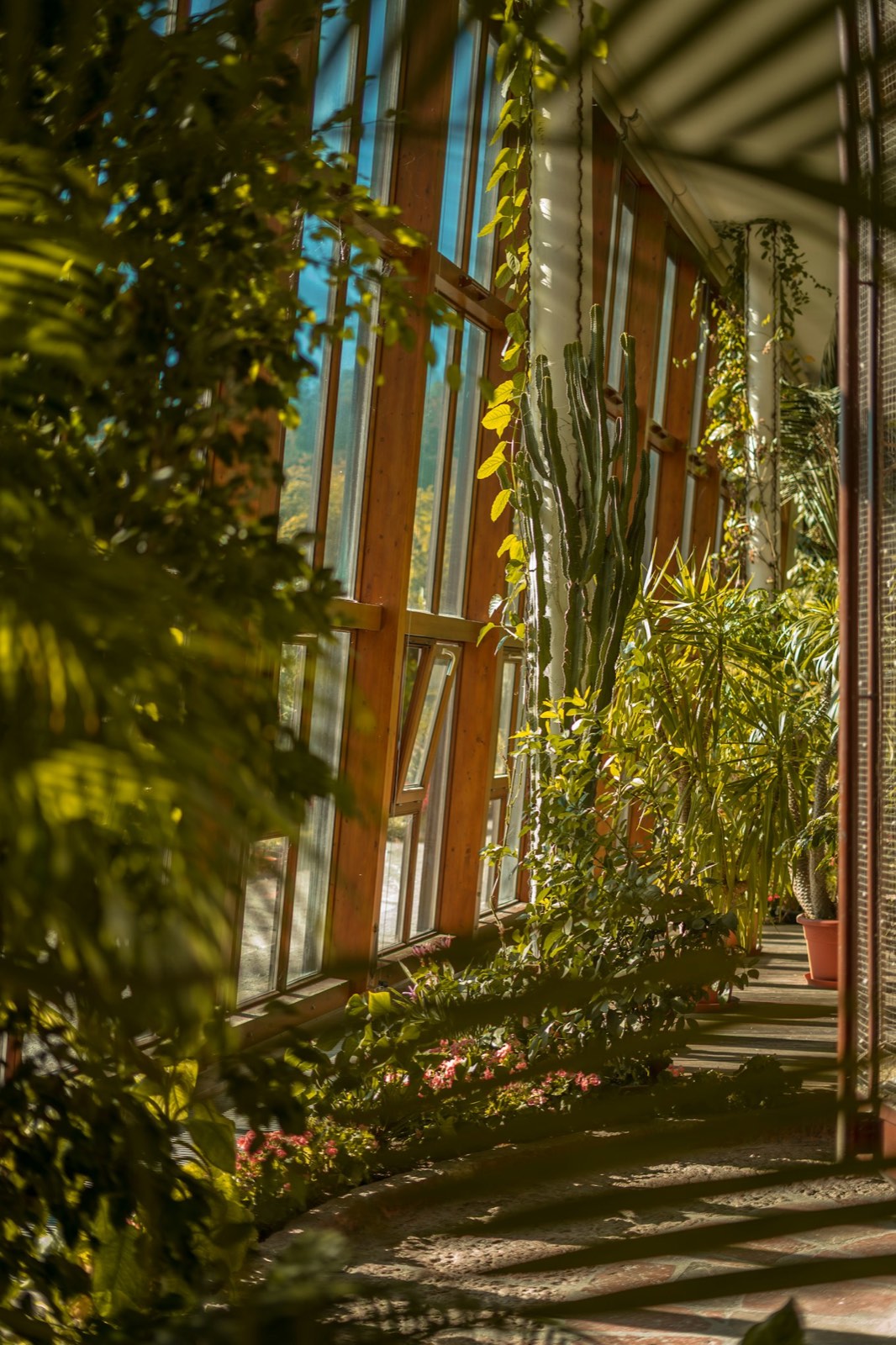 Sunlit glasshouse walkway lined with potted plants